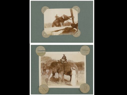Photo 1: Man riding elephant which is moving lumber with trunk. Photo 2: Man riding elephant while a woman in all white poses for the photo.